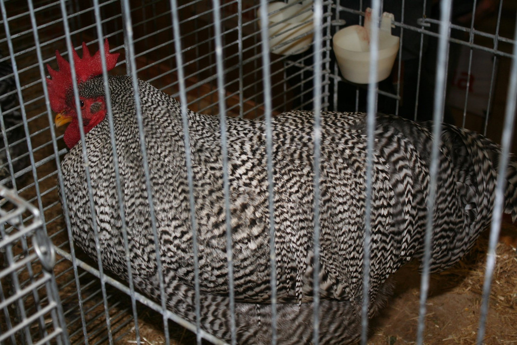 IMG_4475.JPG