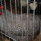 IMG_4475.JPG