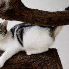 Elu: Verspielte kleine Katze sucht ein schönes Heim