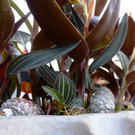 projekt.Garten in Feldkirch