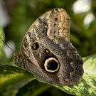 inatura-Sonderausstellung Schmetterling – ganz schön flatterhaft
