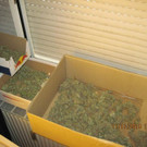 Cannabispflanzen in Wohnung in Wien-Favoriten aufgefunden