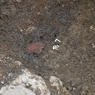 normal_20131112_fmt_Archaeologischerfund_linzergasse_mw-5.jpg