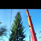 Christbaum steht