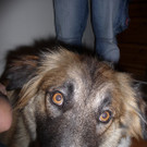 Penny und Nada 005.JPG