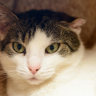 Orphelia: Liebesbedürftige Katze sucht ihren Kuschelplatz