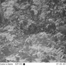 saola_cameratrap1_2013_c-wwf-vietnam.jpeg