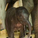 Elefanten-Mädchen Iqhwa beim Plantschen im Tiergarten Schönbrunn