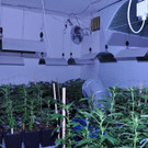 Hanfplantage in Wien-Wieden 