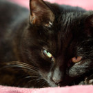 Toby: Flauschiger Bauernhof-Kater sucht guten Platz