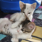 Thelma und Louise.jpg