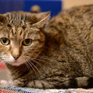 Isolde wünscht sich ein ruhiges Zuhause als Einzelkatze