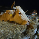 Weihnachtsmarkt auf Gut Aiderbichl eröffnet, I