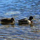12112013hinterseede01001aktivnews_043.JPG