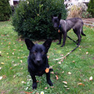 Lady und Eliza Nov _13_.jpg