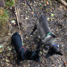 Lady und Eliza November 2013 018.jpg