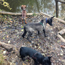 Lady und Eliza November 2013 023.jpg