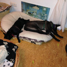 Lady und Eliza November 2013 004.jpg