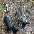 Lady und Eliza November 2013 019.jpg