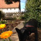 Lady und Eliza November 2013 051.jpg