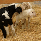 Impressionen von der Adventausstellung