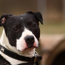 Shay: Munterer, sensibler Rüde wünscht sich ein schönes Heim