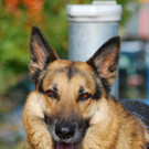 Philip: Braver Rüde wünscht sich ein schönes Zuhause