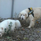 Hunde-Pärchen Bennie und Flocke suchen entspannten Platz
