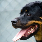 Peggy Sue: Verschmuste Hündin hätte gern Platz mit Auslauf