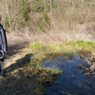 sm_gisingen_biotop05_JPG-1269595405