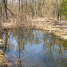 sm_gisingen_biotop13_JPG-1269595375