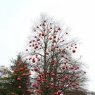 normal_20131119fmt_adventzauber_ta_020.JPG
