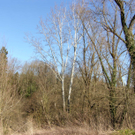 sm_gisingen_biotop12_JPG-1269595520