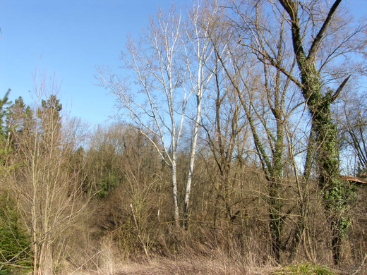 sm_gisingen_biotop12_JPG-1269595520