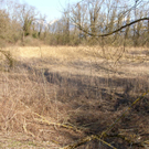 sm_gisingen_biotop06_JPG-1269595417
