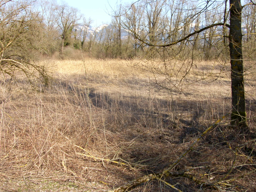 sm_gisingen_biotop06_JPG-1269595417