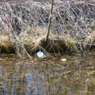 sm_gisingen_biotop10_JPG-1269595467