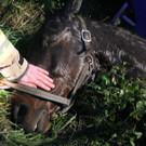 Pferd aus Riedgraben befreit