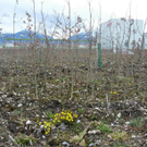 sm_gisingen_ehbach14_JPG-1269597890