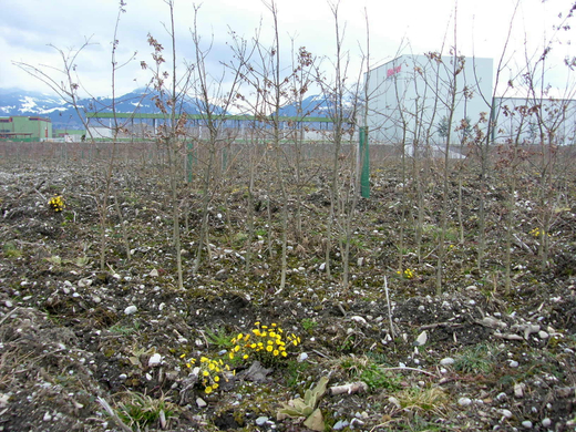 sm_gisingen_ehbach14_JPG-1269597890