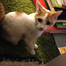 Kater Lii