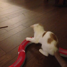 Kater Lui
