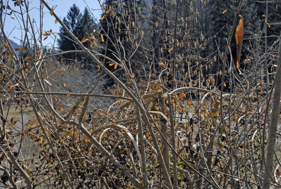 _DSC00120005_1_JPG-1269609216