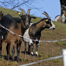 _DSC02270074_1_JPG-1269609808