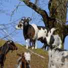 _DSC02390077_1_JPG-1269609898