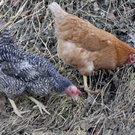 _DSC03280086_1_JPG-1269610052