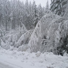 2013_11_24_FF_Trattenbach_Sturmschaden_Feistritzsattel_34.jpg