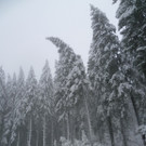 2013_11_24_FF_Trattenbach_Sturmschaden_Feistritzsattel_38.jpg