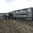Niederösterreich: Schweinetransporter in Roggendorf umgestürzt