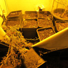Polizei in Wien-Floridsdorf zu Einbruch gerufen: Marihuana-Pflanzen in Wohnung gefunden
